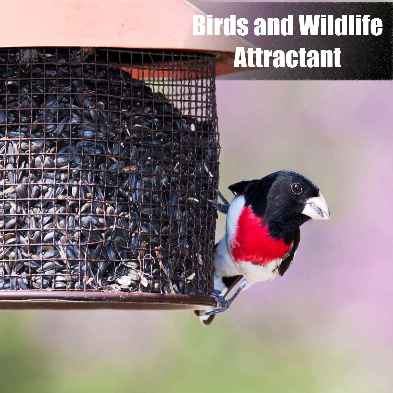 Wildlife Black Oil Sunflower Seeds - Image 4
