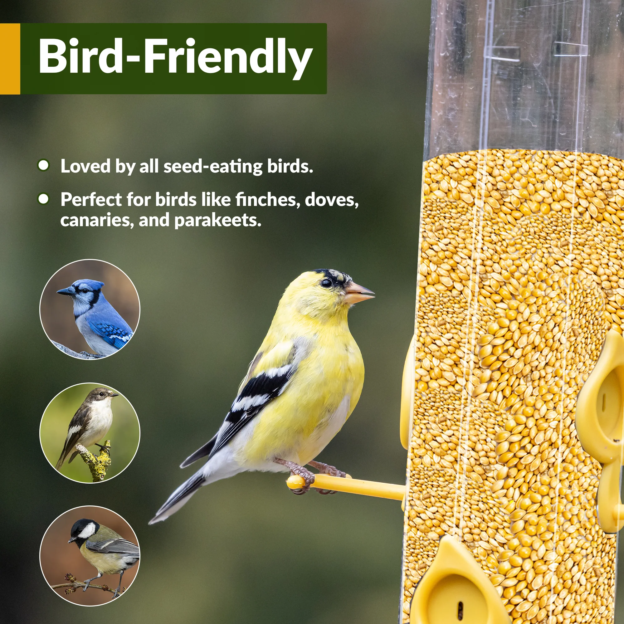 Organic Proso Millet - Image 6