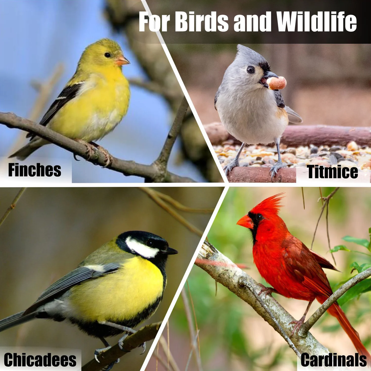 Wildlife Striped Sunflower Seeds - Image 4